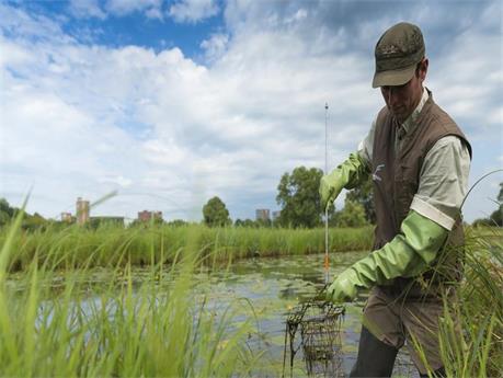 Een muskusrattenbestrijder controleert de kooi